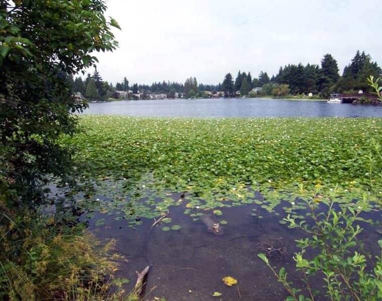 Bitter Lake Seattle