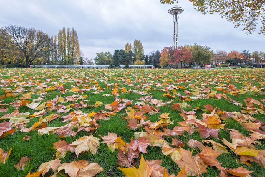 View of Space Needle across leaf covered field.