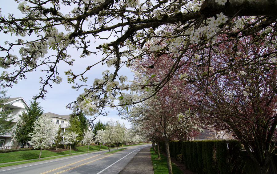 Cherry blossoms along residential street in Redmond.